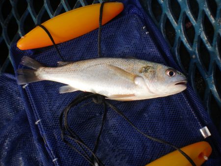 オリジナルメーカー海づり公園(市原市海づり施設) 釣果