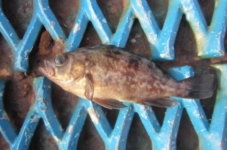 オリジナルメーカー海づり公園(市原市海づり施設) 釣果