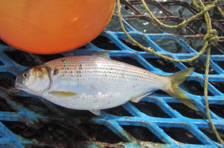 オリジナルメーカー海づり公園(市原市海づり施設) 釣果
