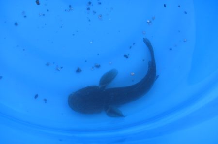 オリジナルメーカー海づり公園(市原市海づり施設) 釣果