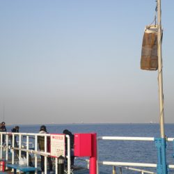オリジナルメーカー海づり公園(市原市海づり施設) 釣果