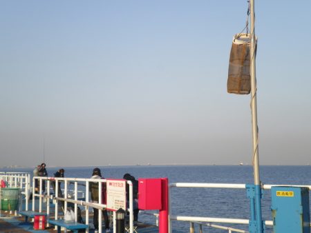 オリジナルメーカー海づり公園(市原市海づり施設) 釣果