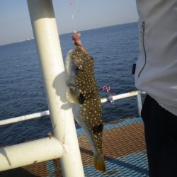 オリジナルメーカー海づり公園(市原市海づり施設) 釣果