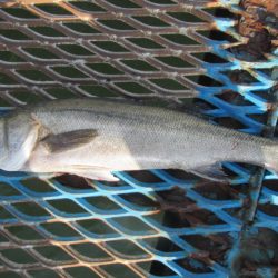 オリジナルメーカー海づり公園(市原市海づり施設) 釣果