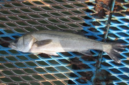 オリジナルメーカー海づり公園(市原市海づり施設) 釣果