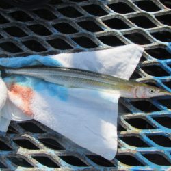 オリジナルメーカー海づり公園(市原市海づり施設) 釣果