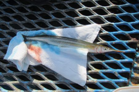 オリジナルメーカー海づり公園(市原市海づり施設) 釣果