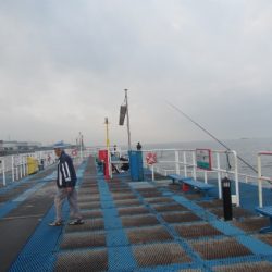 オリジナルメーカー海づり公園(市原市海づり施設) 釣果