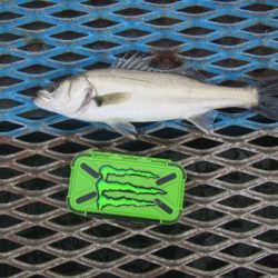 オリジナルメーカー海づり公園(市原市海づり施設) 釣果