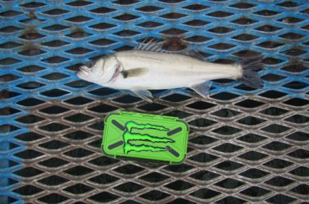 オリジナルメーカー海づり公園(市原市海づり施設) 釣果