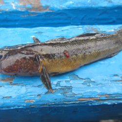 オリジナルメーカー海づり公園(市原市海づり施設) 釣果