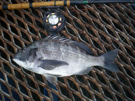 オリジナルメーカー海づり公園(市原市海づり施設) 釣果
