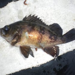 オリジナルメーカー海づり公園(市原市海づり施設) 釣果