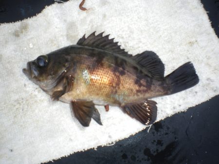 オリジナルメーカー海づり公園(市原市海づり施設) 釣果