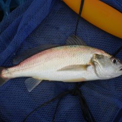 オリジナルメーカー海づり公園(市原市海づり施設) 釣果