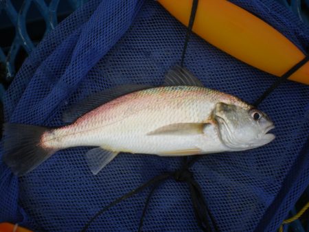 オリジナルメーカー海づり公園(市原市海づり…