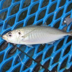 オリジナルメーカー海づり公園(市原市海づり施設) 釣果