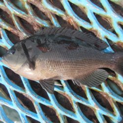 オリジナルメーカー海づり公園(市原市海づり施設) 釣果