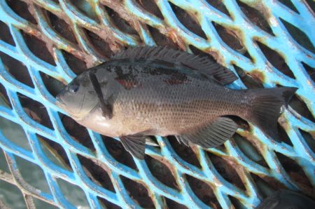 オリジナルメーカー海づり公園(市原市海づり施設) 釣果