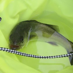 オリジナルメーカー海づり公園(市原市海づり施設) 釣果