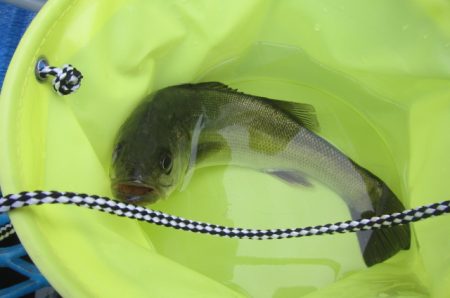 オリジナルメーカー海づり公園(市原市海づり施設) 釣果