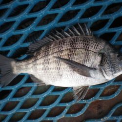 オリジナルメーカー海づり公園(市原市海づり施設) 釣果