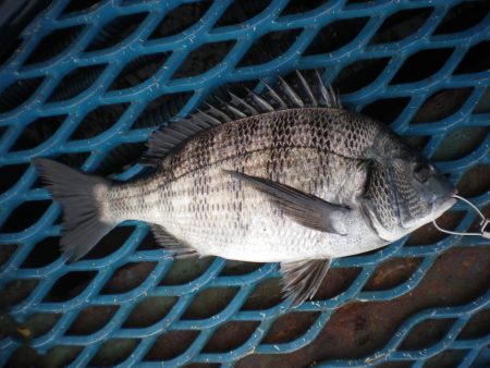 オリジナルメーカー海づり公園(市原市海づり…