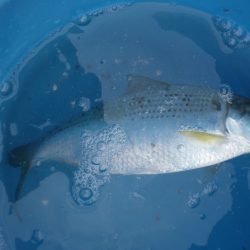 オリジナルメーカー海づり公園(市原市海づり施設) 釣果