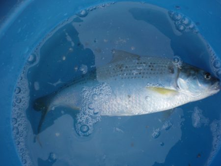 オリジナルメーカー海づり公園(市原市海づり施設) 釣果