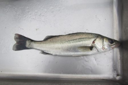 オリジナルメーカー海づり公園(市原市海づり施設) 釣果