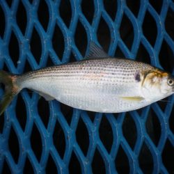 オリジナルメーカー海づり公園(市原市海づり施設) 釣果