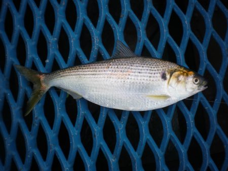 オリジナルメーカー海づり公園(市原市海づり…