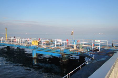 オリジナルメーカー海づり公園(市原市海づり施設) 釣果