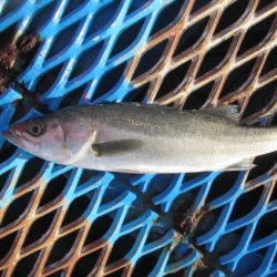 オリジナルメーカー海づり公園(市原市海づり施設) 釣果