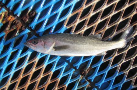 オリジナルメーカー海づり公園(市原市海づり…