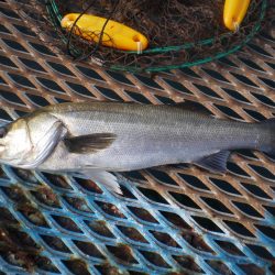 オリジナルメーカー海づり公園(市原市海づり施設) 釣果