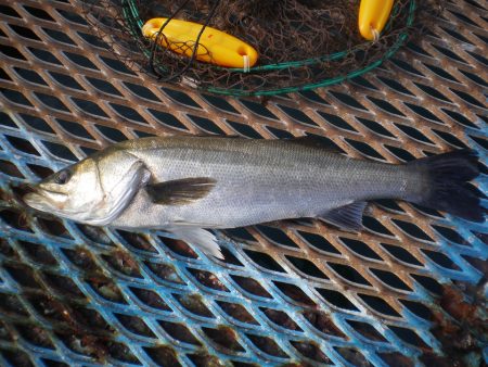 オリジナルメーカー海づり公園(市原市海づり施設) 釣果