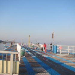 オリジナルメーカー海づり公園(市原市海づり施設) 釣果