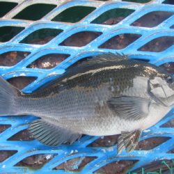 オリジナルメーカー海づり公園(市原市海づり施設) 釣果
