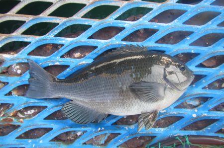 オリジナルメーカー海づり公園(市原市海づり…
