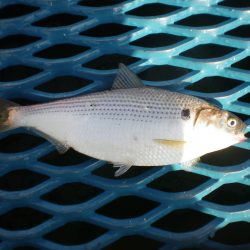 オリジナルメーカー海づり公園(市原市海づり施設) 釣果