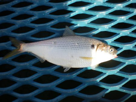 オリジナルメーカー海づり公園(市原市海づり施設) 釣果