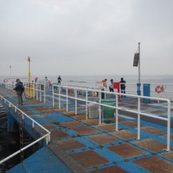 オリジナルメーカー海づり公園(市原市海づり施設) 釣果