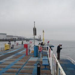 オリジナルメーカー海づり公園(市原市海づり施設) 釣果