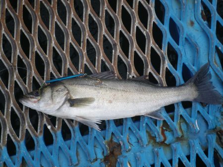 オリジナルメーカー海づり公園(市原市海づり…