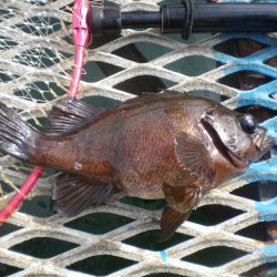 オリジナルメーカー海づり公園(市原市海づり施設) 釣果