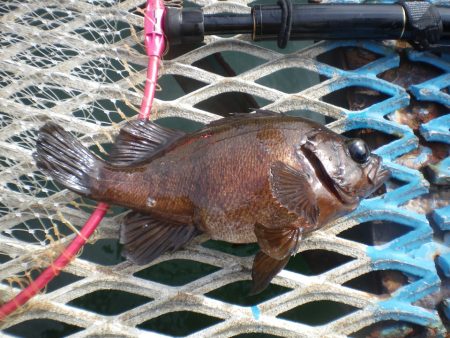 オリジナルメーカー海づり公園(市原市海づり施設) 釣果