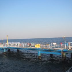 オリジナルメーカー海づり公園(市原市海づり施設) 釣果