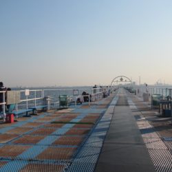 オリジナルメーカー海づり公園(市原市海づり施設) 釣果