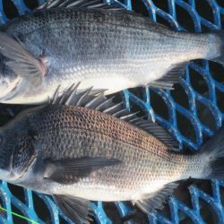 オリジナルメーカー海づり公園(市原市海づり施設) 釣果